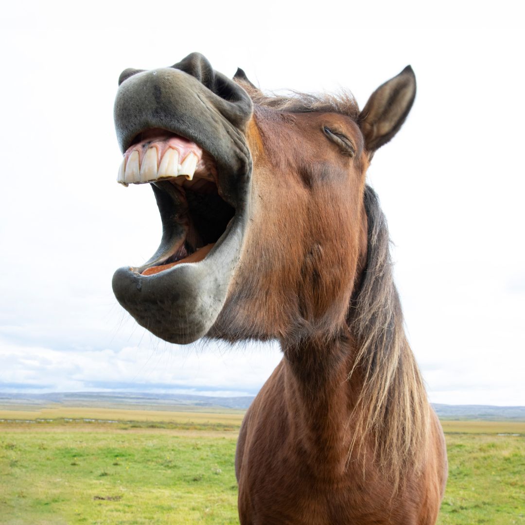 20 Neigh-slapping Horse Jokes and Puns to Brighten Your Day in the Saddle