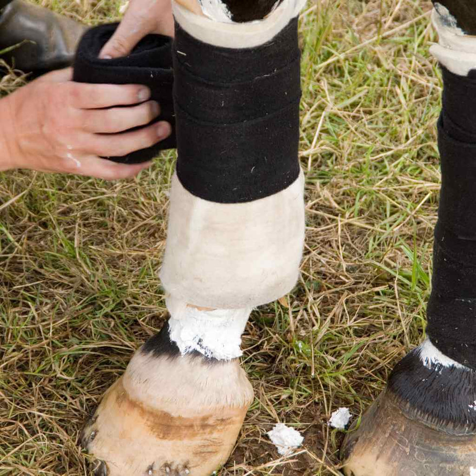 Why Horse Legs Swell in Stables Shop Solutions Now Just Horse Riders