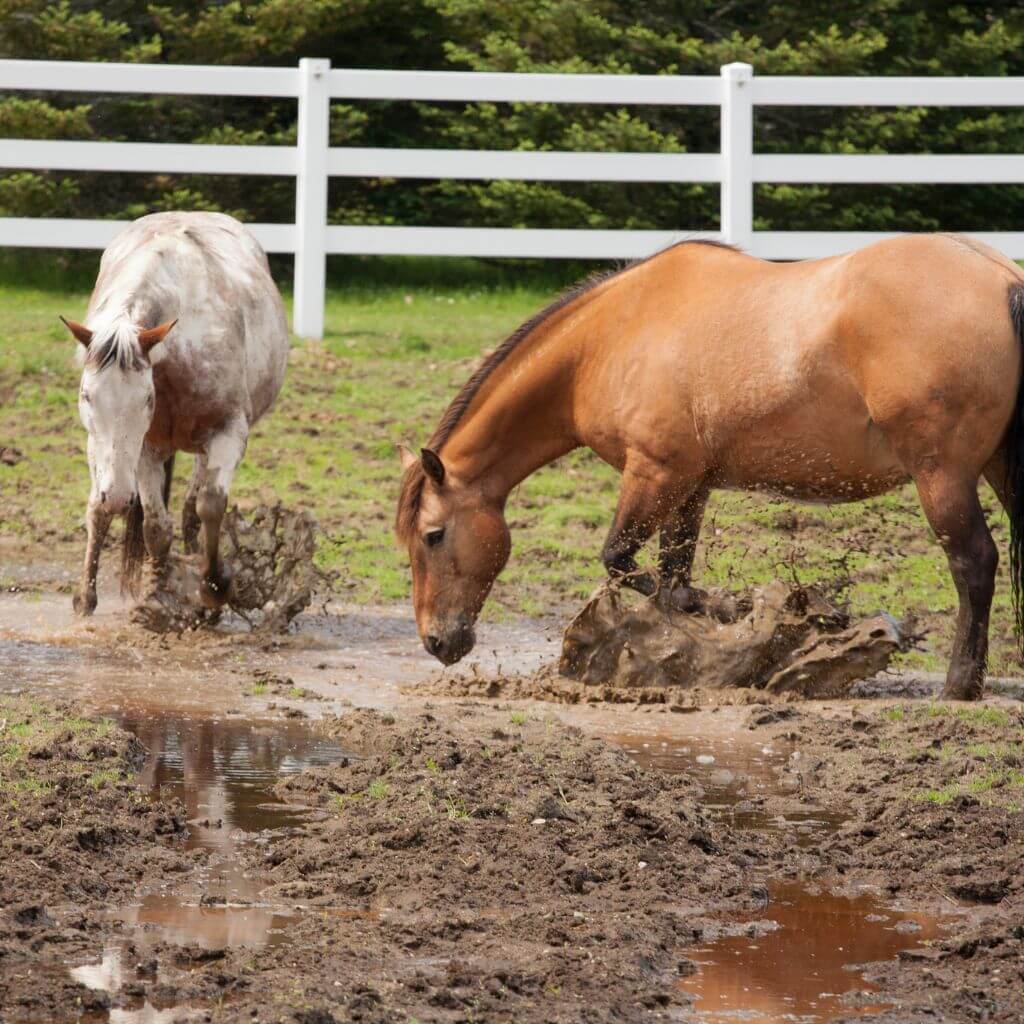 Unmasking Mud Fever: Muddy Secrets Revealed & Solutions Found!