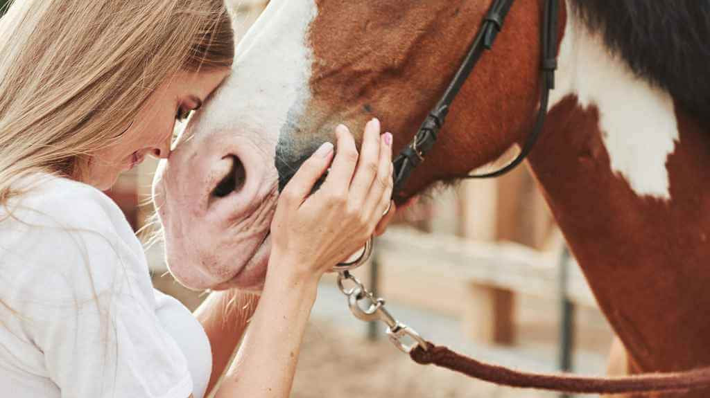 Why Do Horses Nudge? Decoding Equine Body Language
