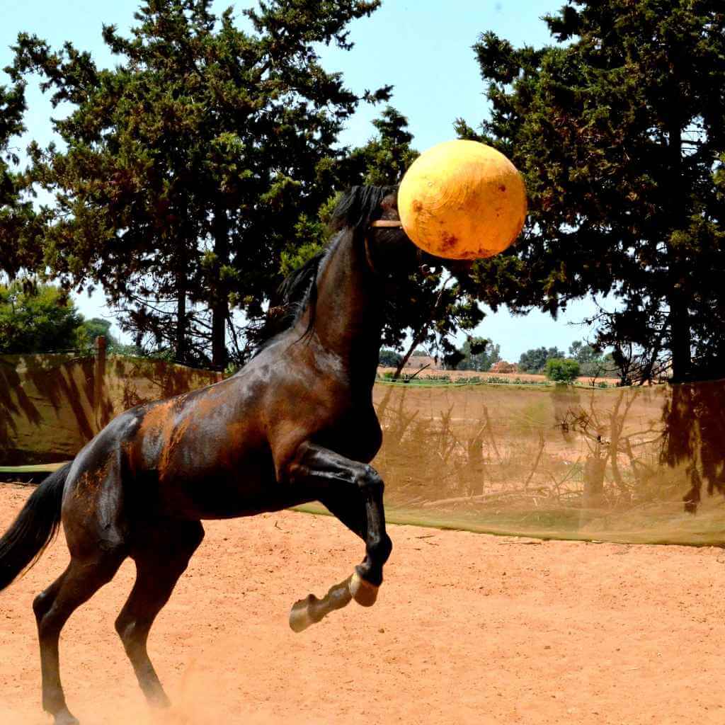 A Horse Playing with a ball - Just Horse Riders