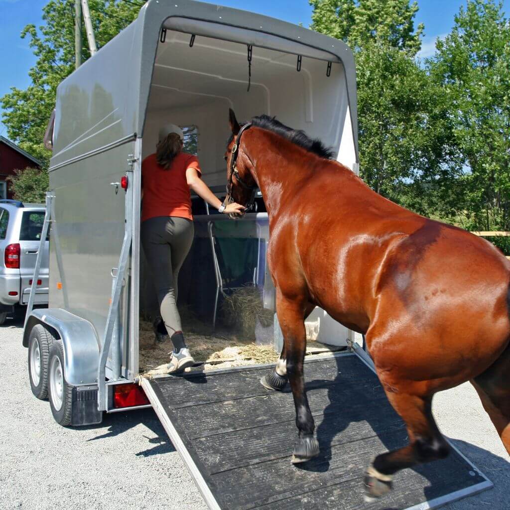Equine Security 101: Keep Your Horse Safe from Theft