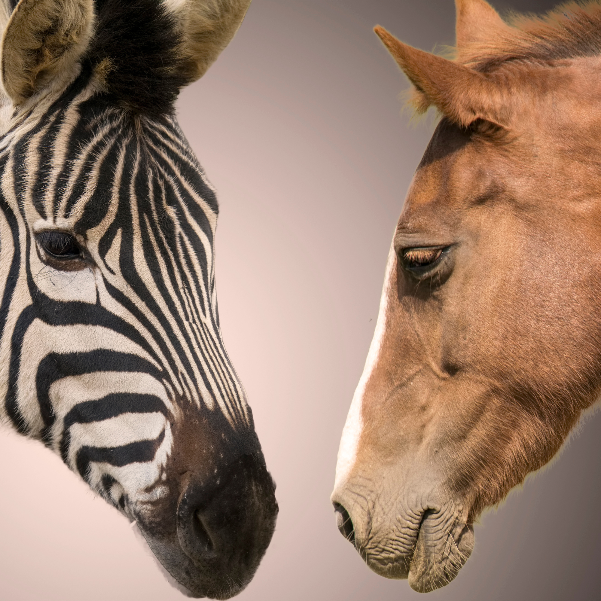 Could You Ride a Zebra the Same Way You Ride a Horse?