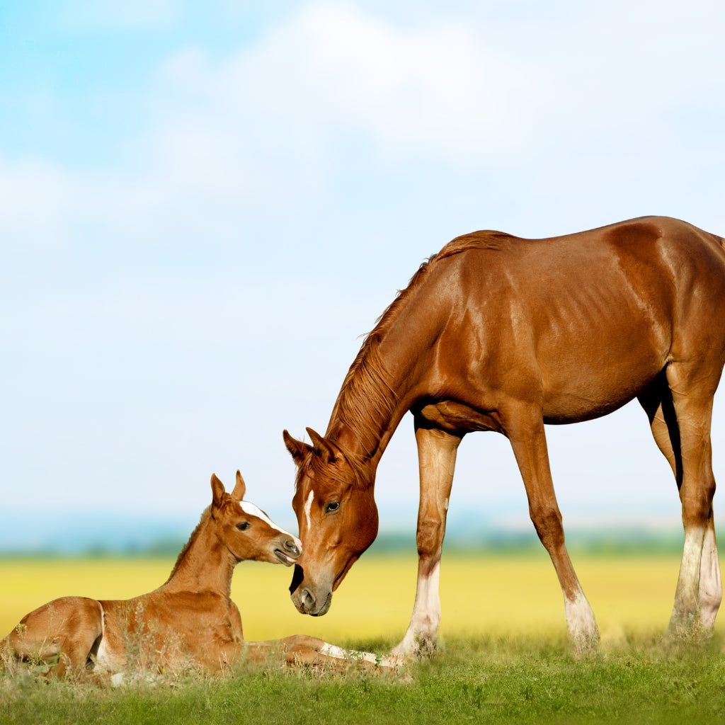 A Closer Look at the Horse Breeding Process: From Mating to Birth