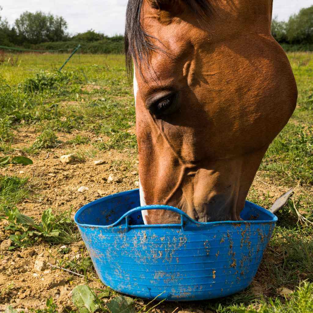 horse eating out of a blue bucket - Just Horse Riders