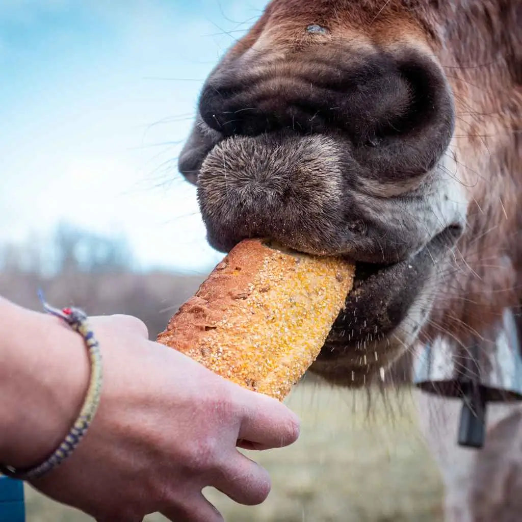 horse eating bread - just horse riders