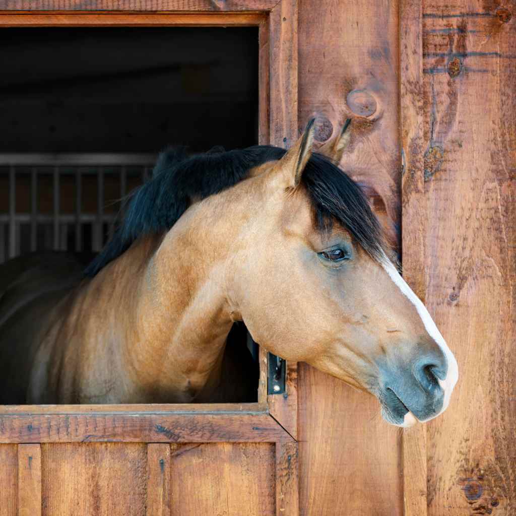 Complete Cost Guide to Horse Ownership - Vets, Livery, Lessons & Feed