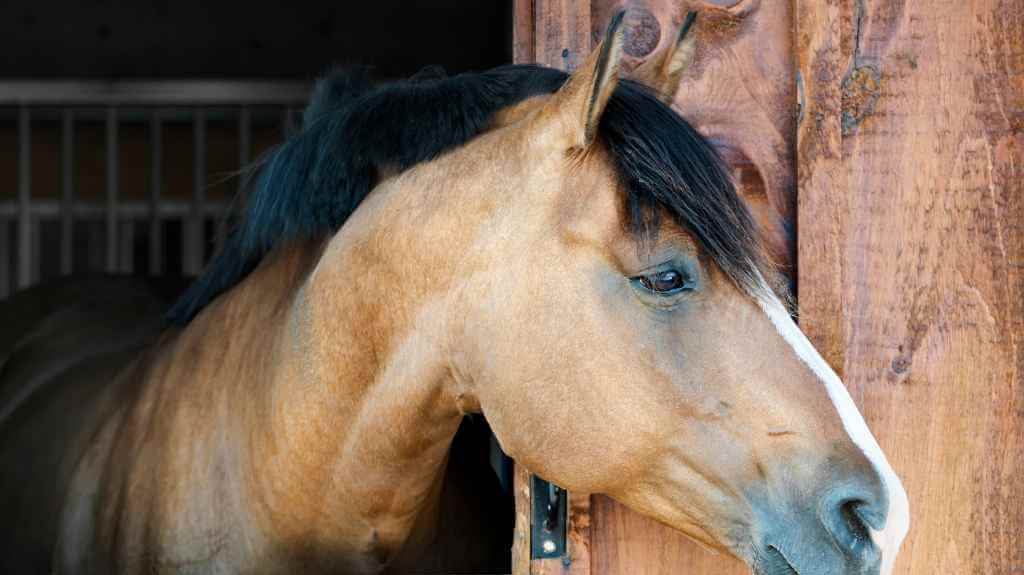 Complete Cost Guide to Horse Ownership - Vets, Livery, Lessons & Feed