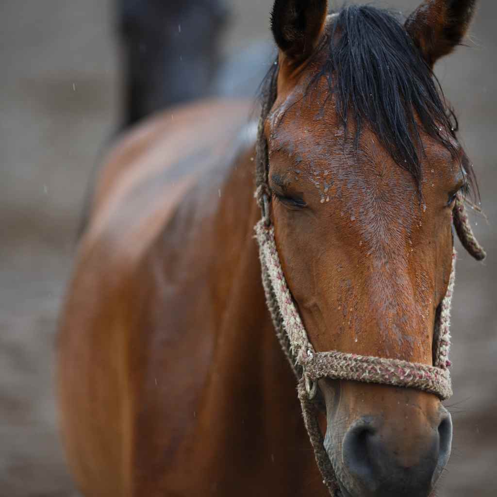 horse standing in the rain