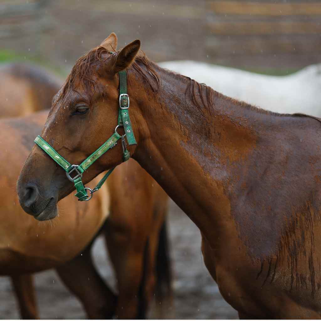 A Horse Stood in the rain in a field