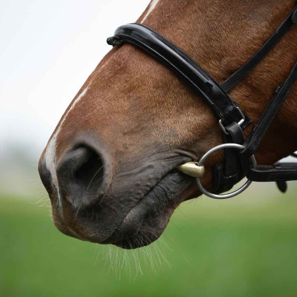 horse with noseband and a bit in its mouth.