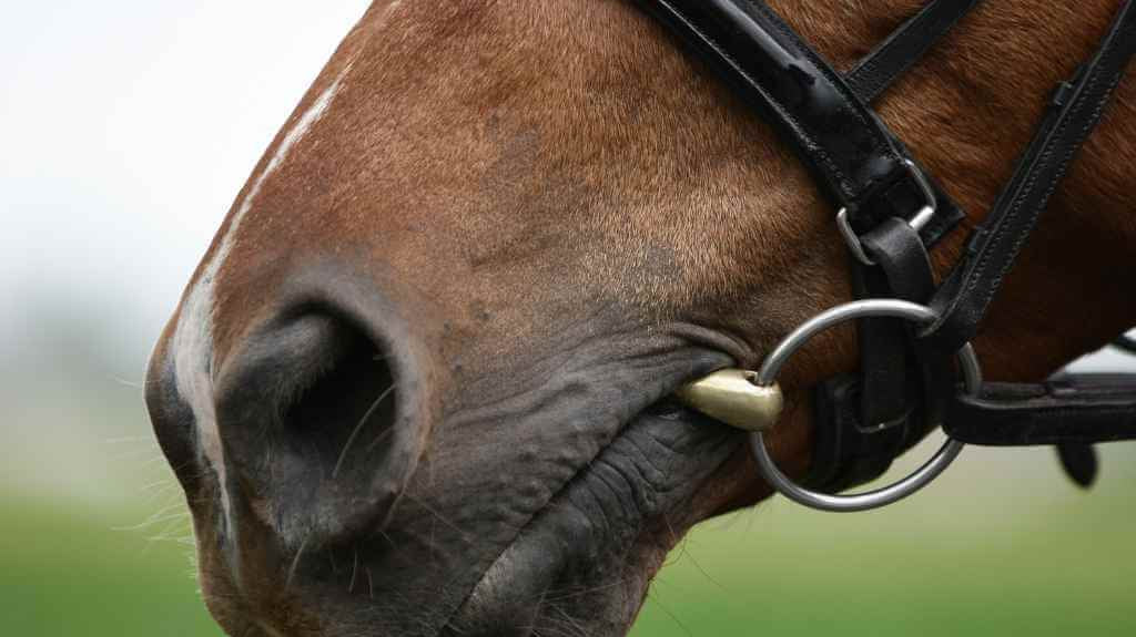 horse with noseband and a bit in its mouth.