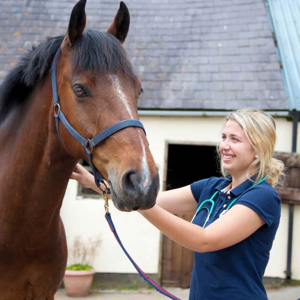 horse stood with a vet - just horse riders