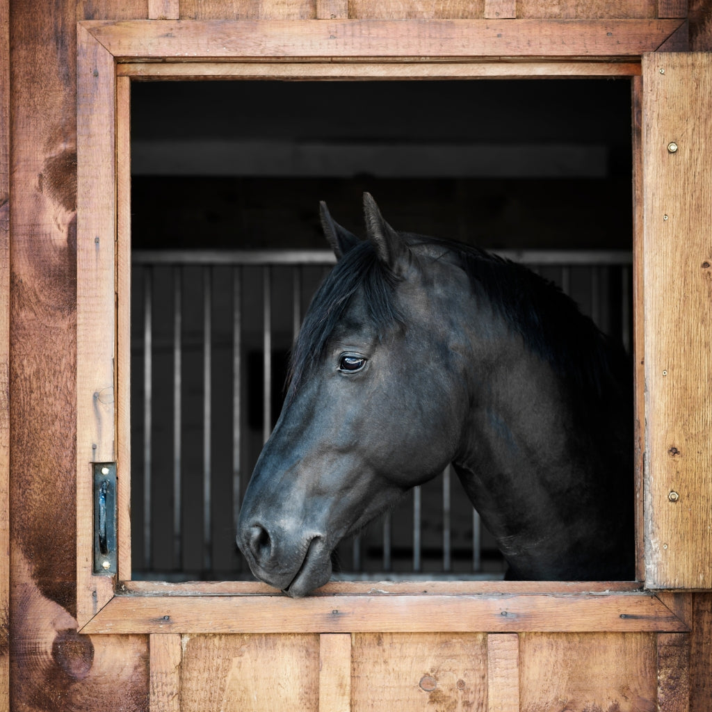 Unmasking the Hidden Enemy: Your Comprehensive Guide to Horse Worms