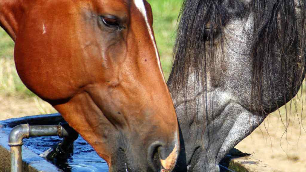 Close-up of a horse's head drinking water from a trough. Horse hydration.