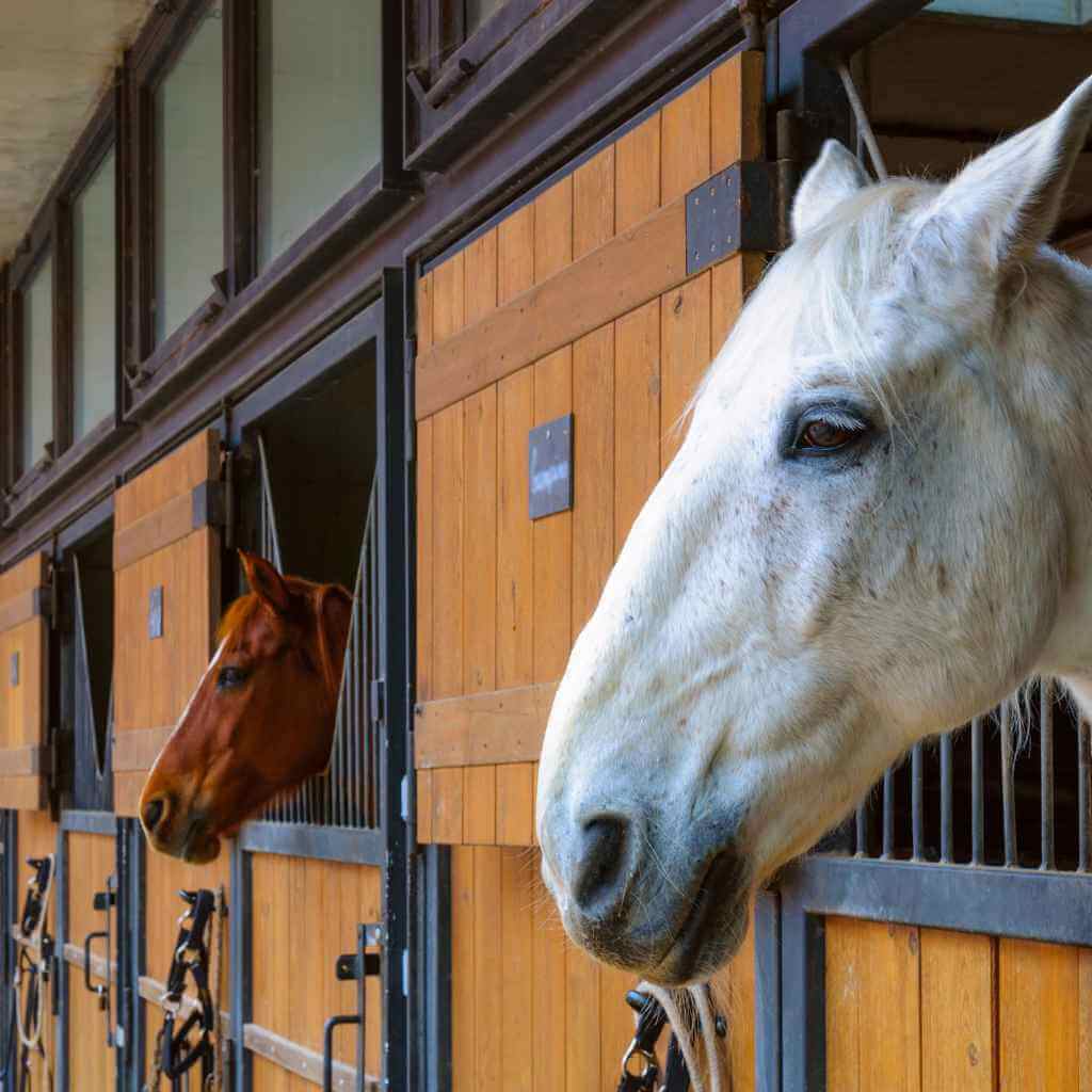 horses in a wooden stable