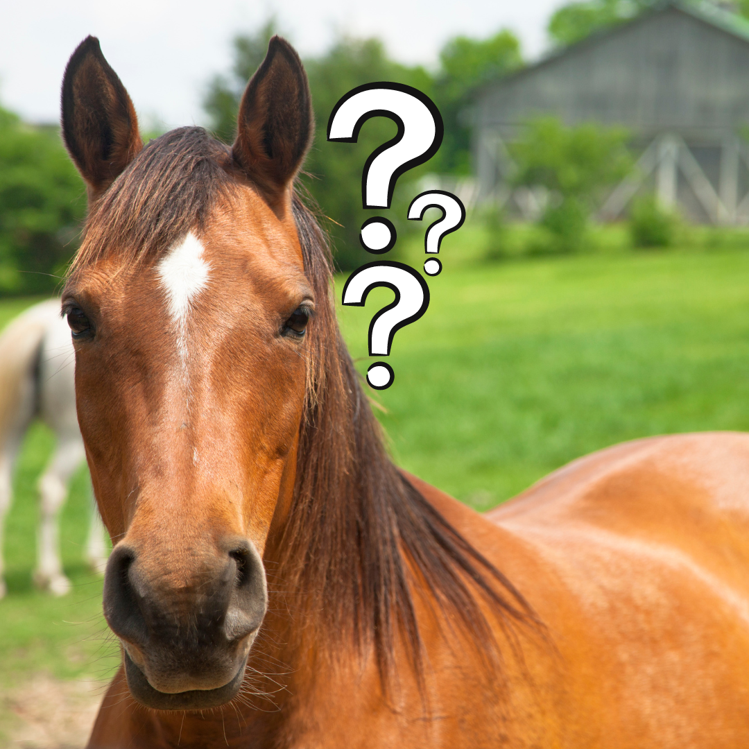 Did you know you are riding a Hyracotherium?