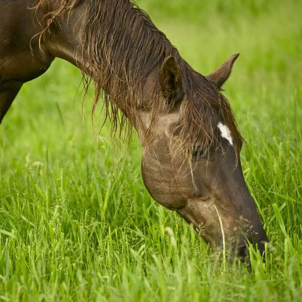 horse eating grass - just horse riders
