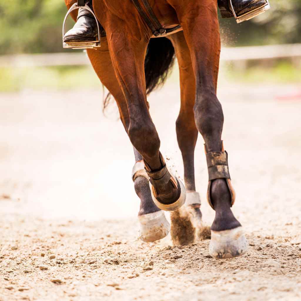 A horse with the condition that causes inflammation of the splint bones.
