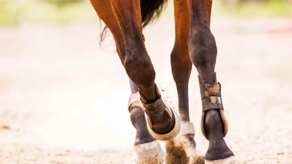 A horse with the condition that causes inflammation of the splint bones.