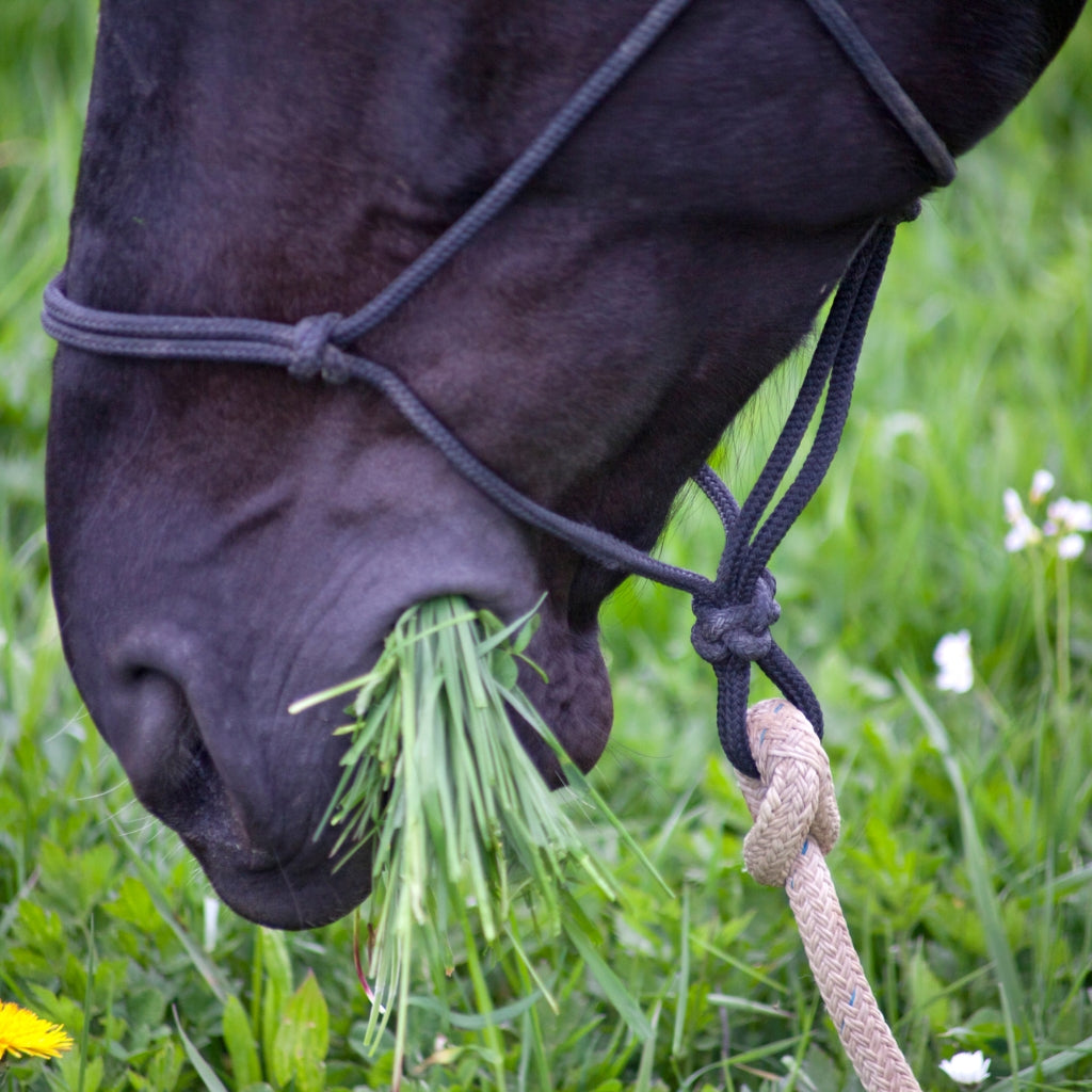 Decoding the Mystery: The Impact of Sycamore Seeds on Horses