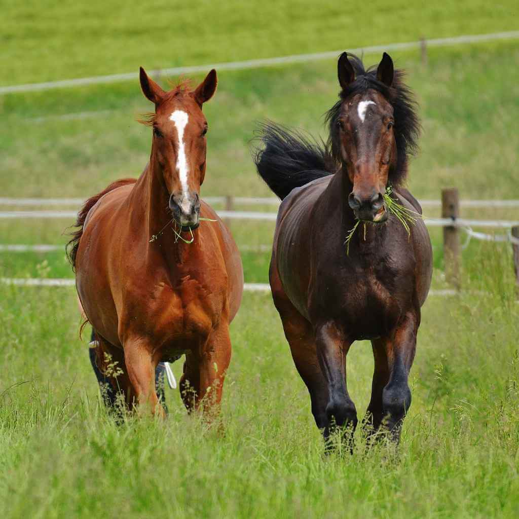 two horses in a field with long grass - just horse riders