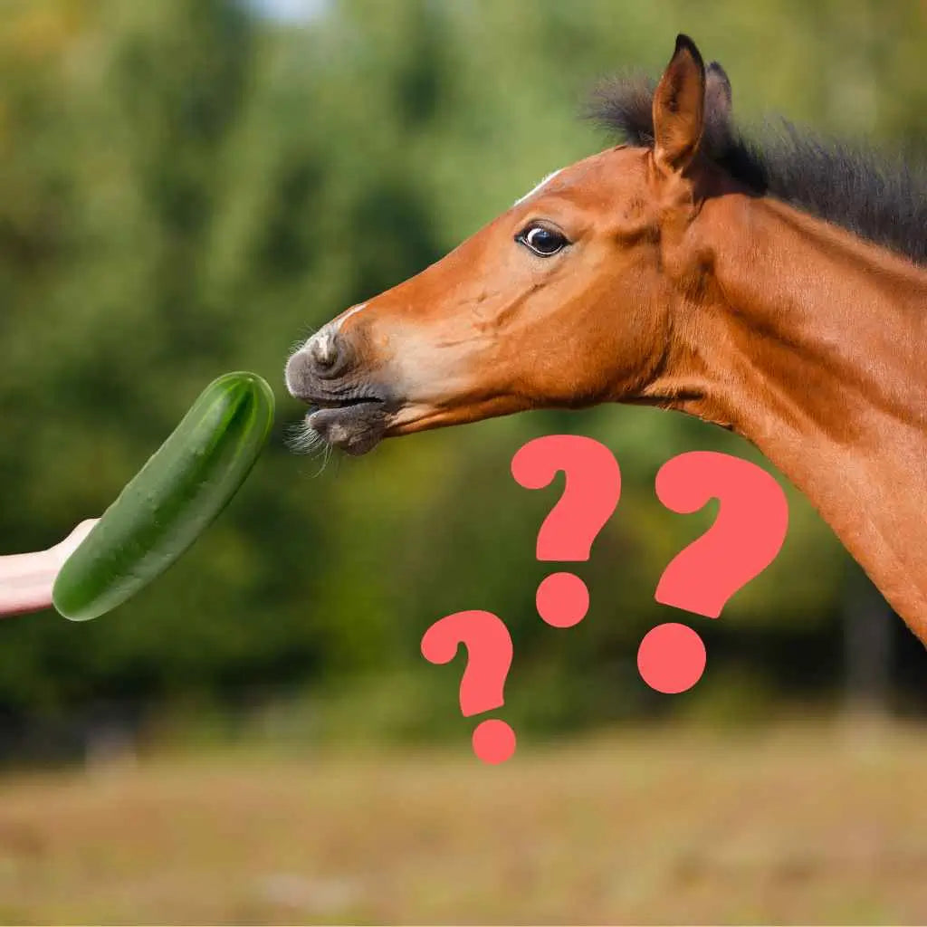 Dive in Now: Can Horses Eat Cucumbers? | Just Horse Riders