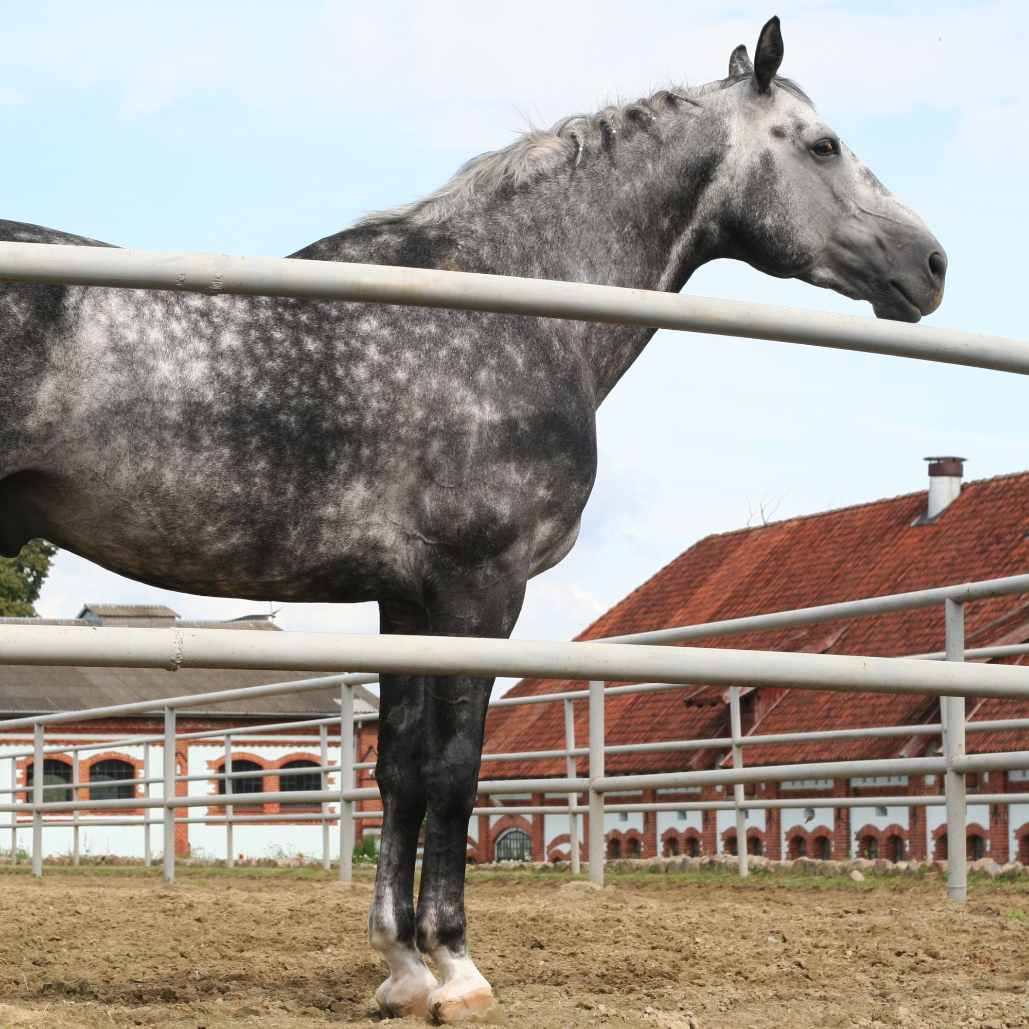 Horses Have Unique Coat Patterns: Celebrating the Beauty of Equine Diversity