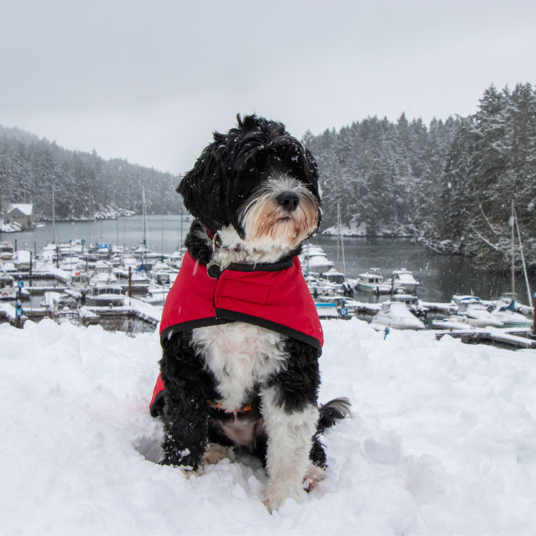 How To Look After Your dog This Winter