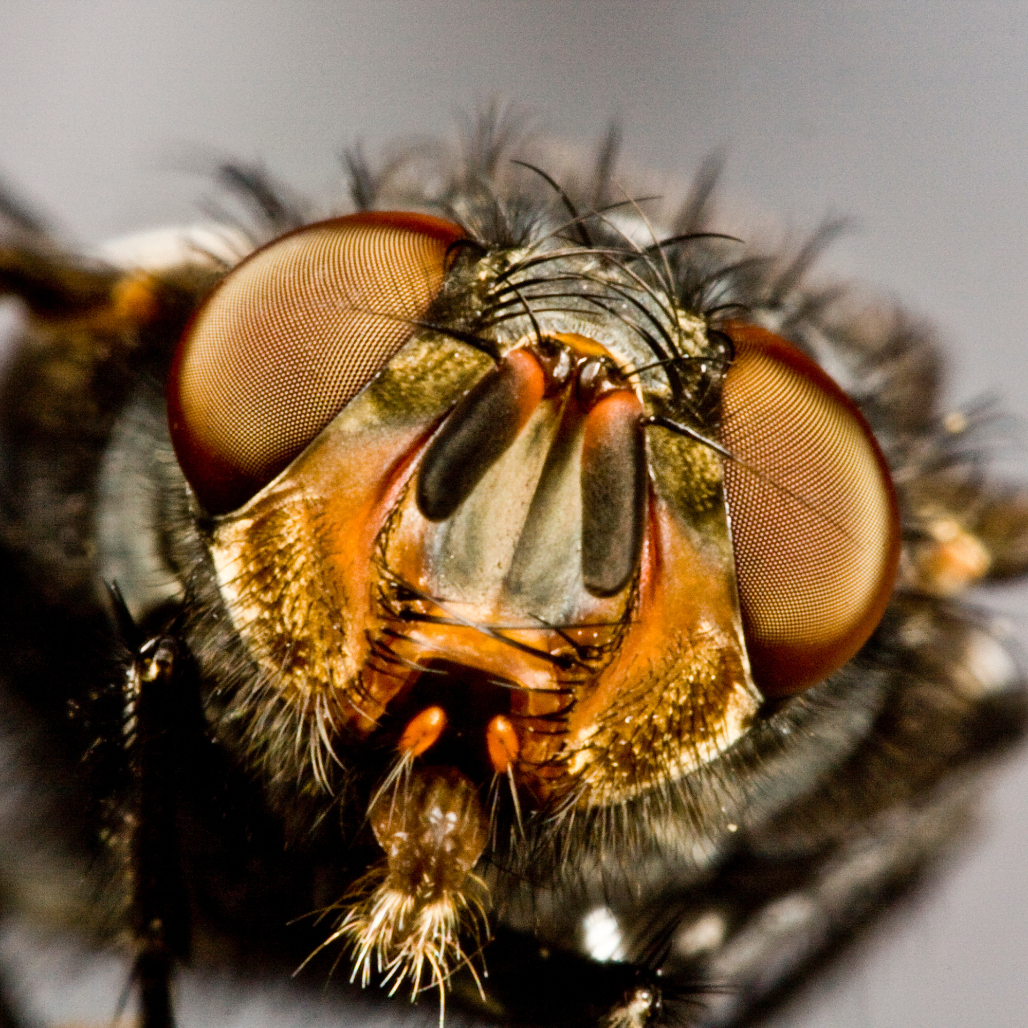 Why is protecting your horse from flies & midges so important?