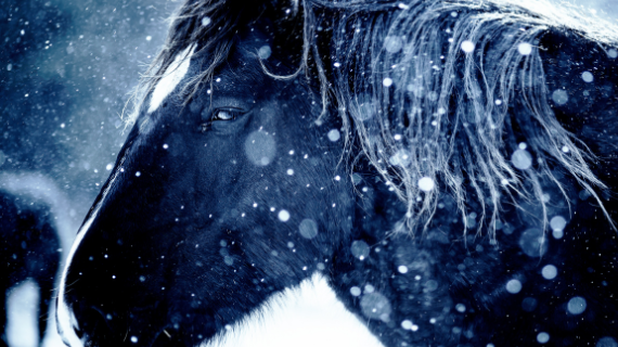 What should you do with your horse when it is snowing?