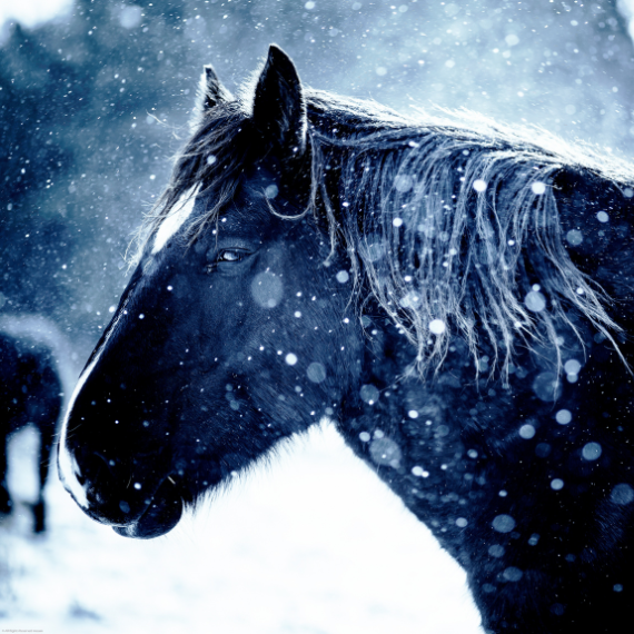 What should you do with your horse when it is snowing?