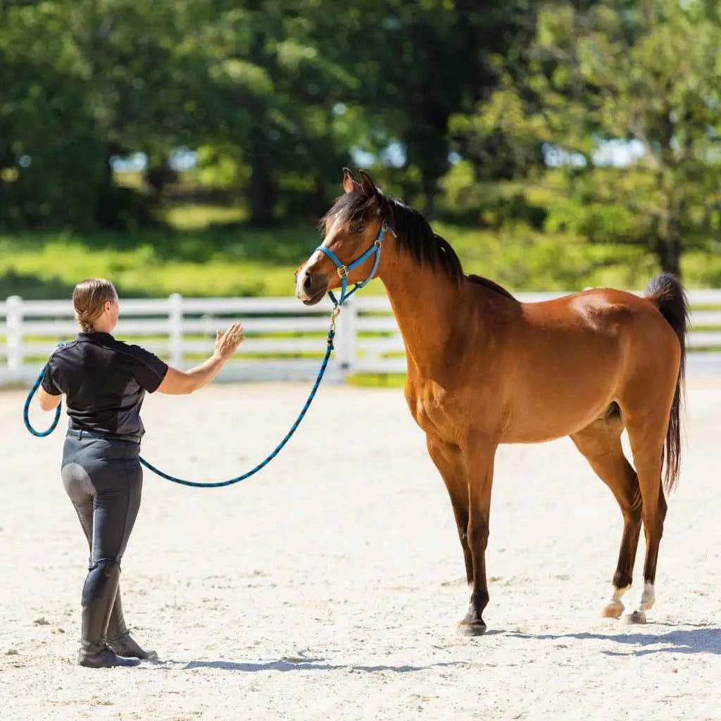 horse getting trained - just horse riders