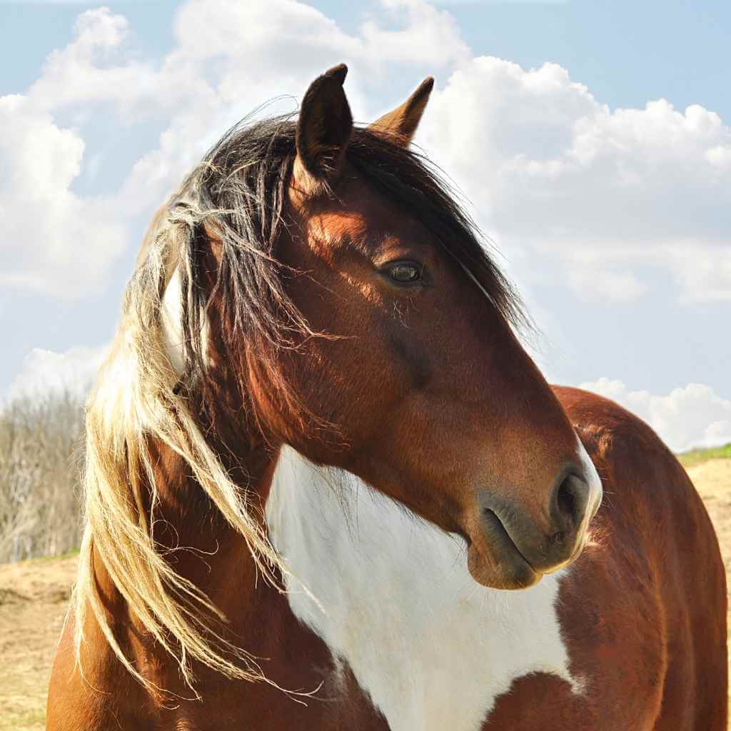 horse looking into the distance - just horse riders