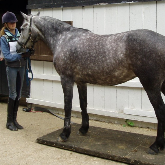 Why does Your Horses Weight Matter?