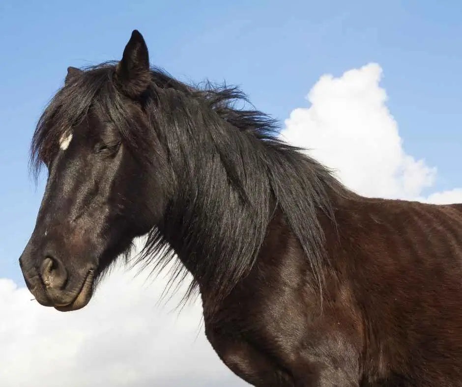 horse sleeping - just horse riders