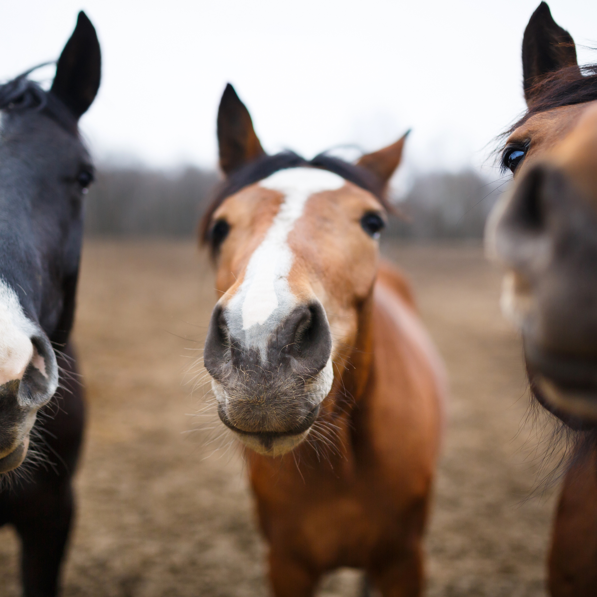 Tips for Choosing the Right Horse for Your Riding Style