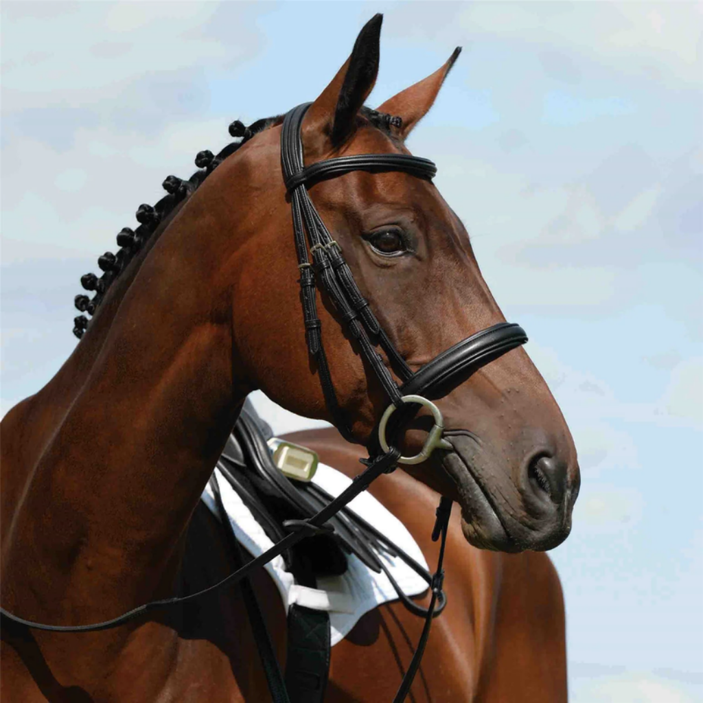 Cavesson bridles