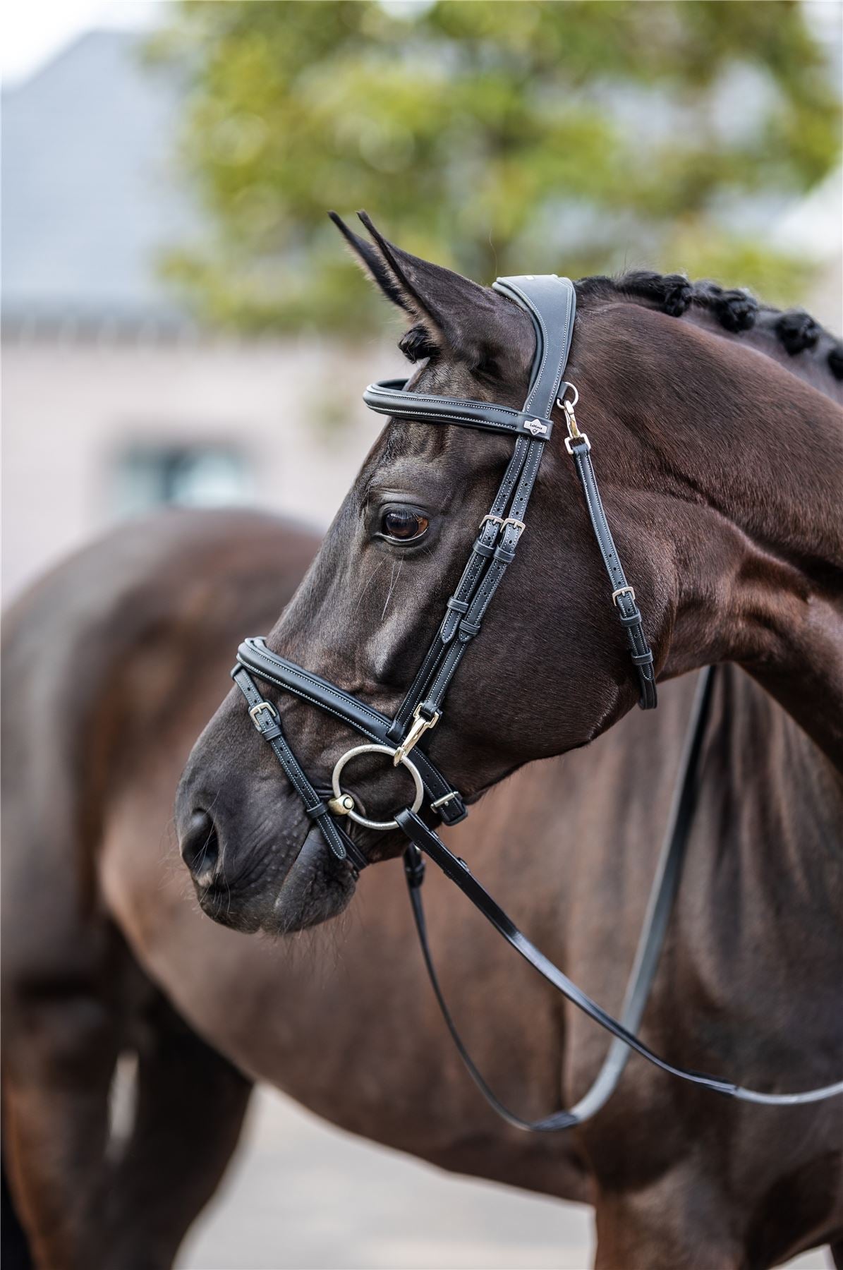 Dark bay horse wearing a black leather snaffle bridle with brass fittings outdoors