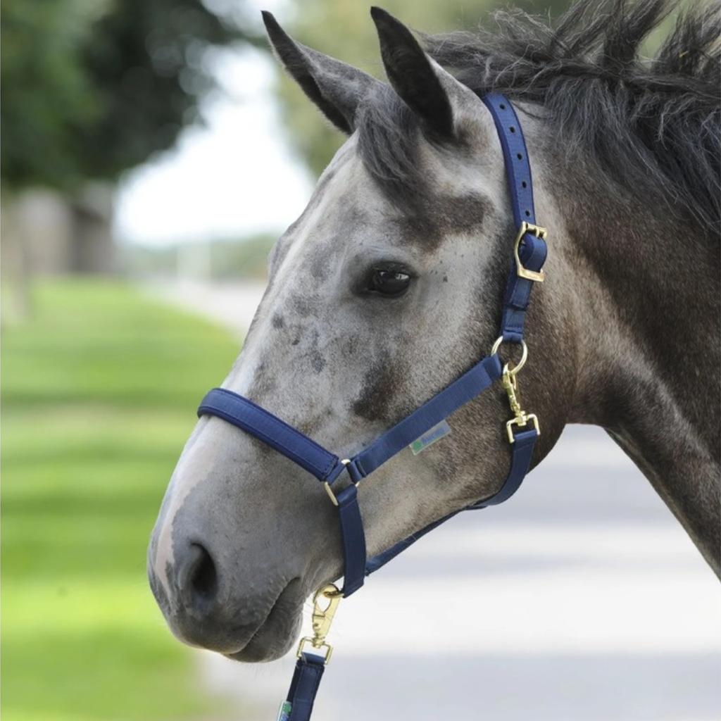 Bucas Headcollars & Leadropes