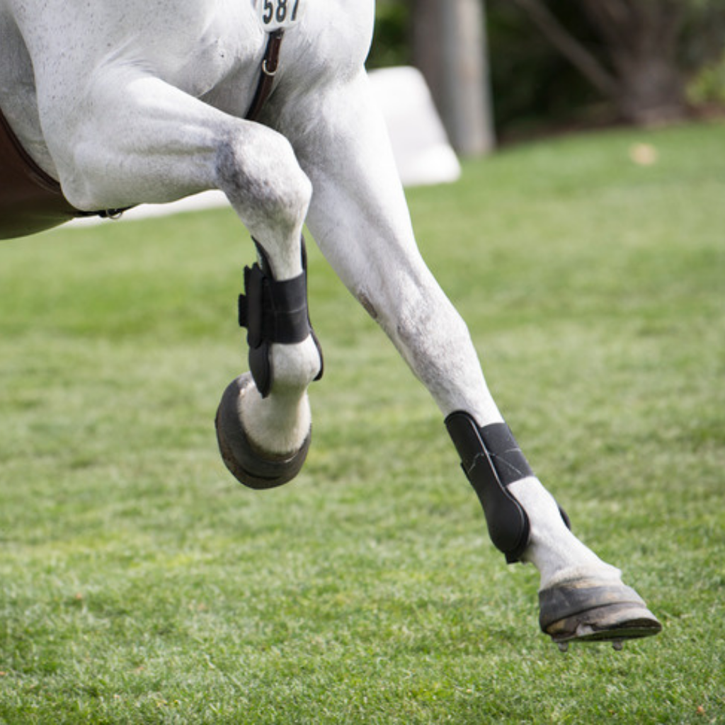 Top 10 horse joint supplements