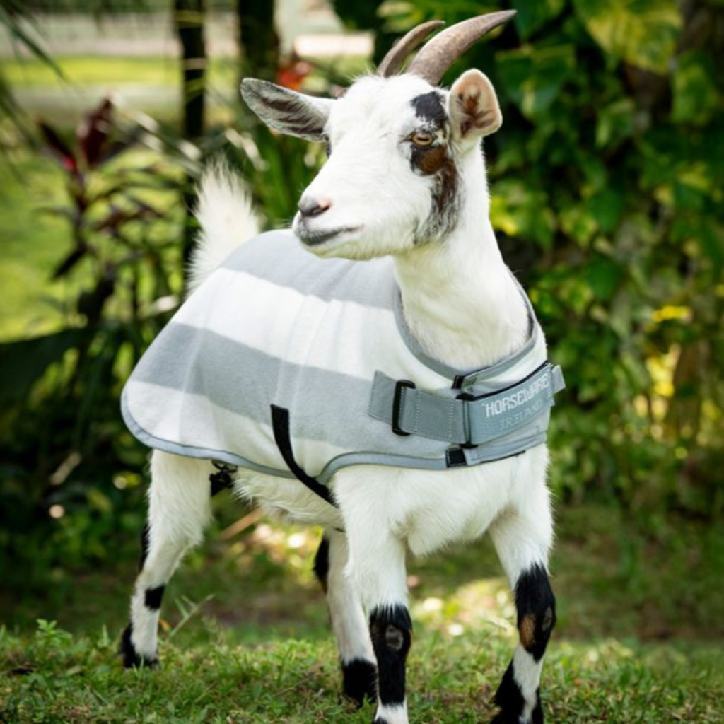 Horseware Goat