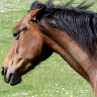 Horse Calming Supplements
