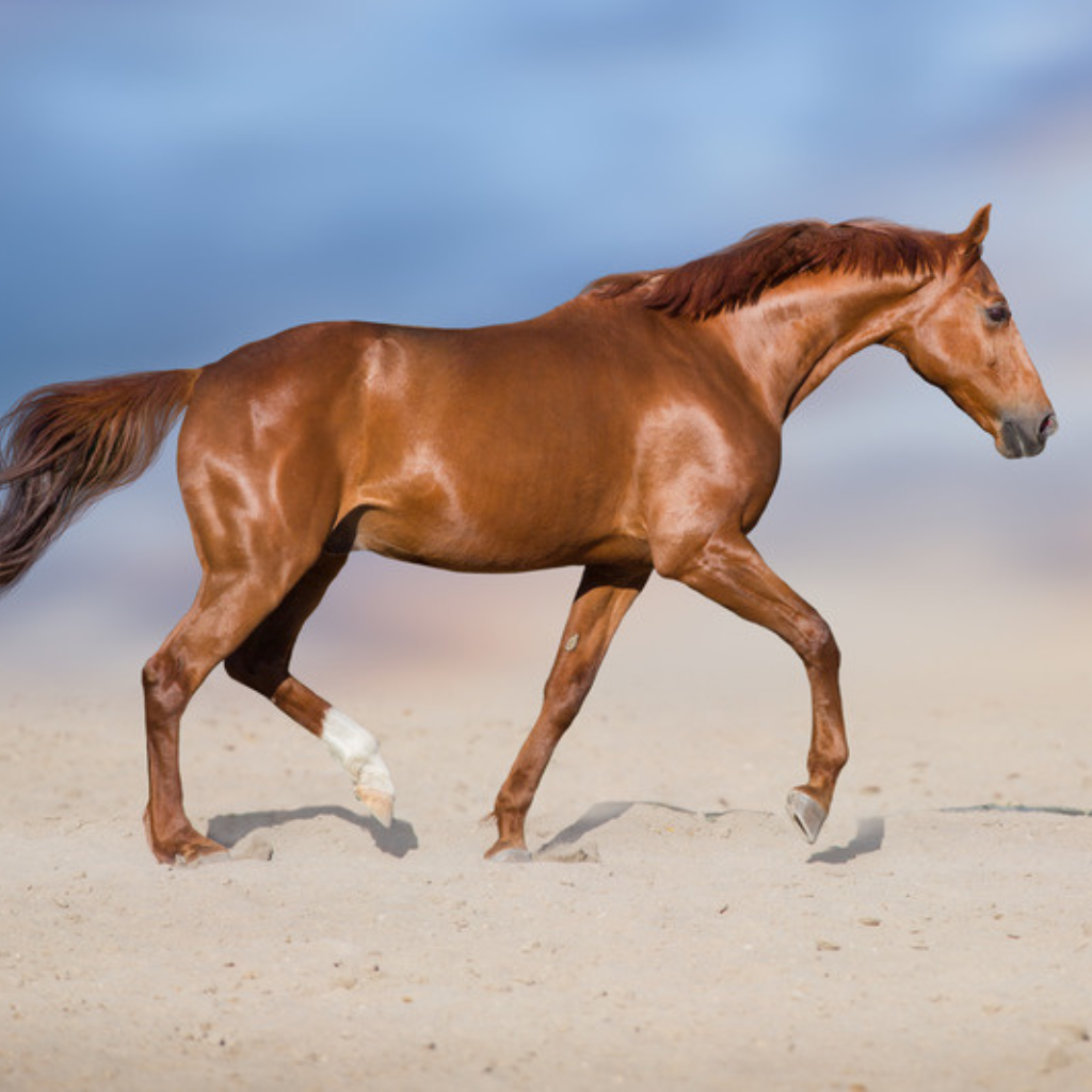 Horse Joint Supplements