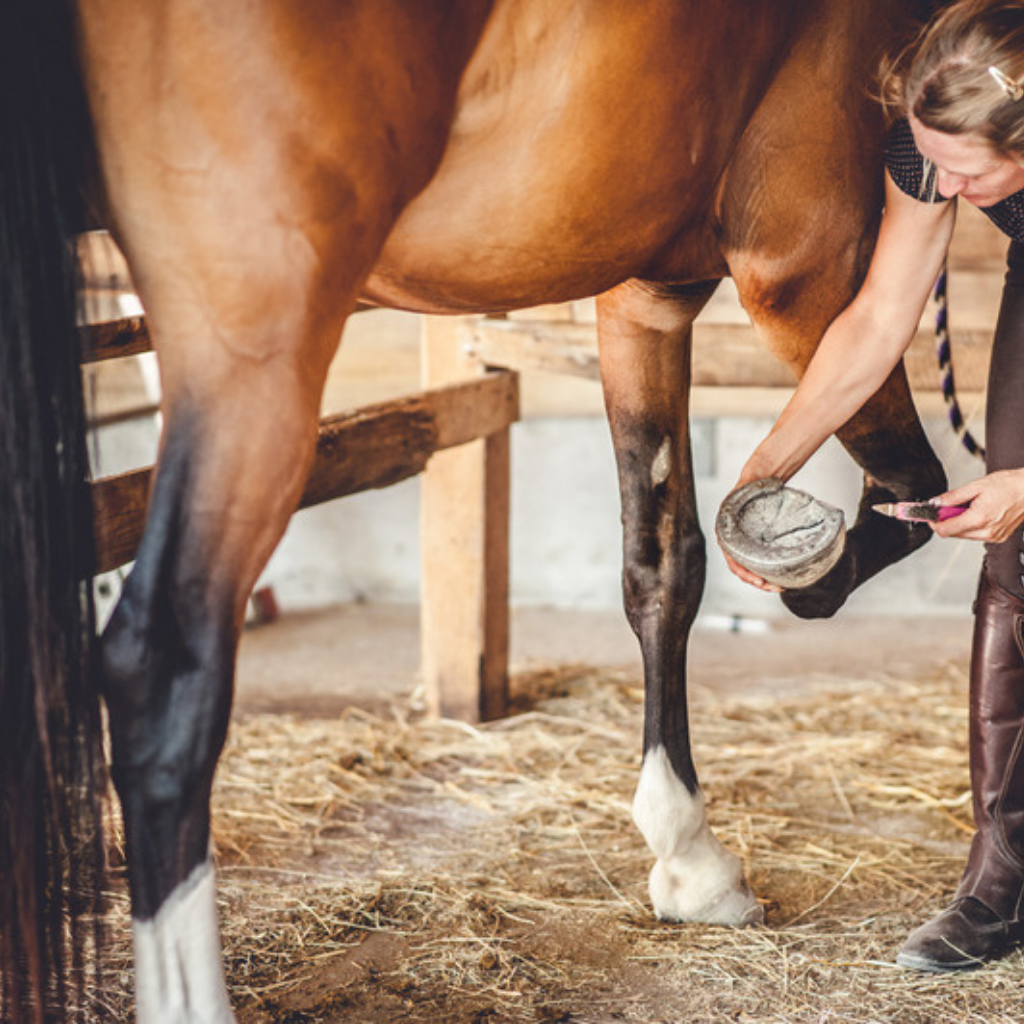 Horse hoof and coat supplements