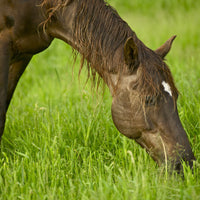 Horse Digestion Supplements