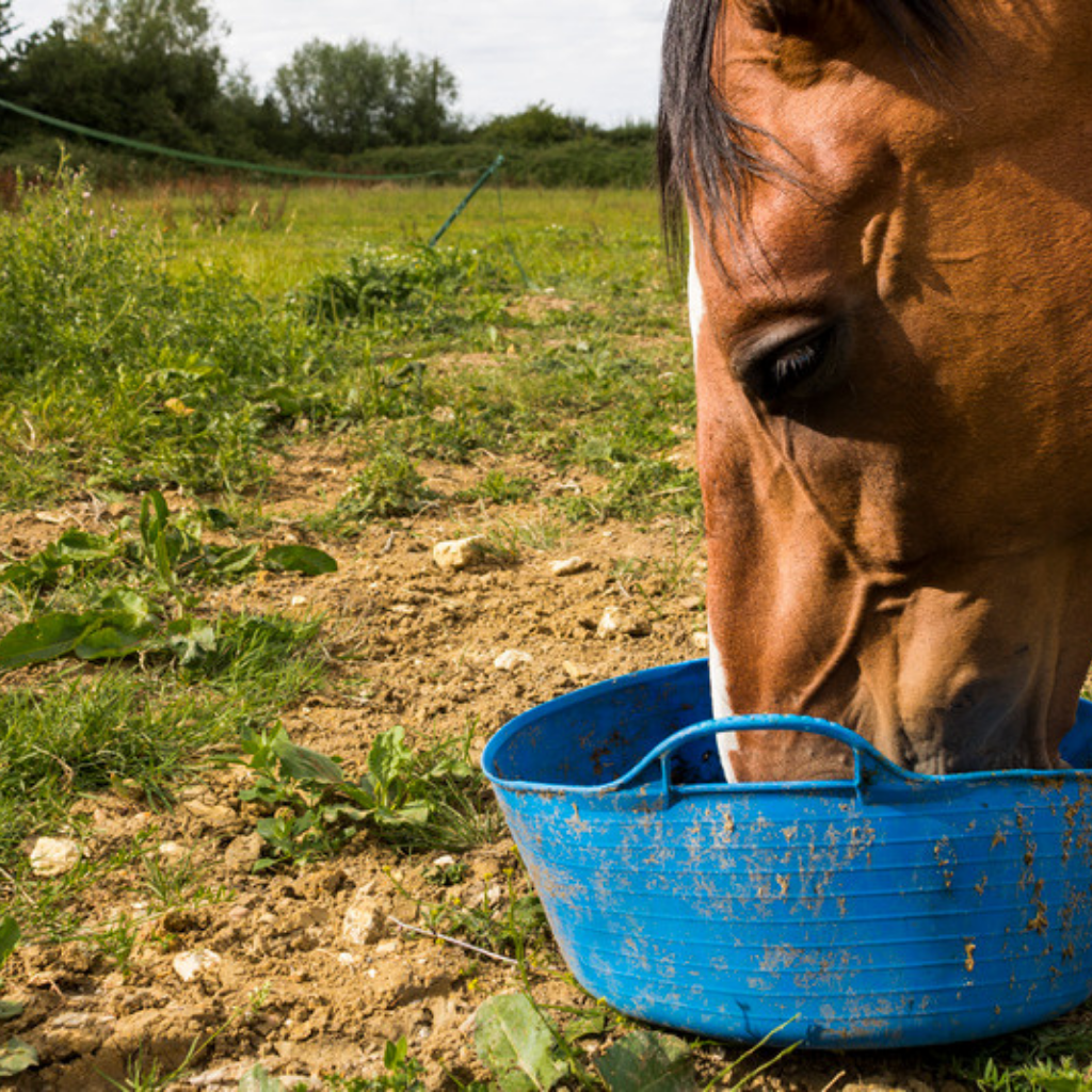 Everyday horse supplements