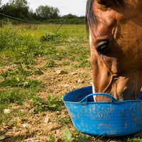 Everyday Horse Supplements