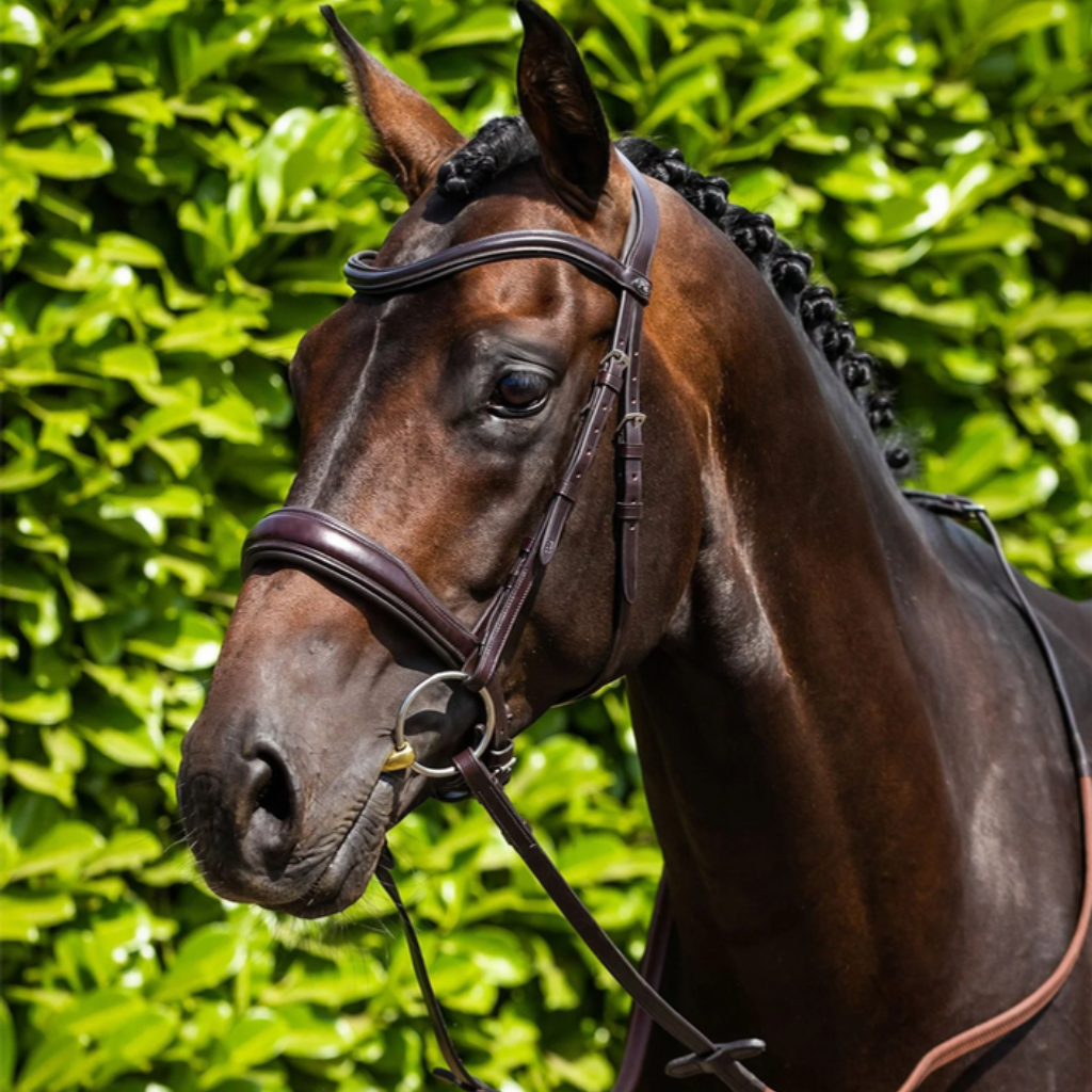 Premier Equine Bridles