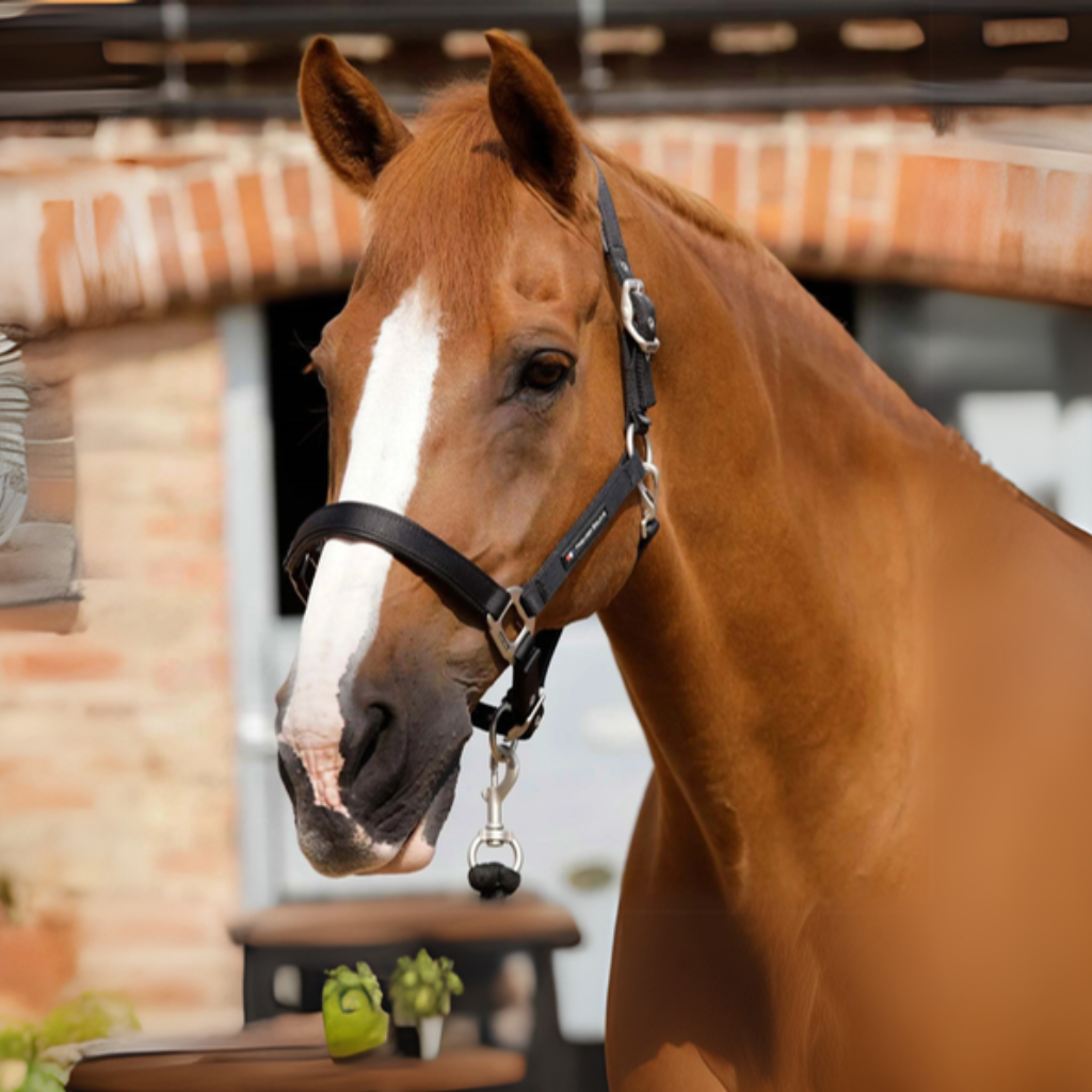 Premier Equine Headcollars & Leadropes